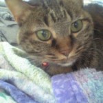 にゃんでかな～？